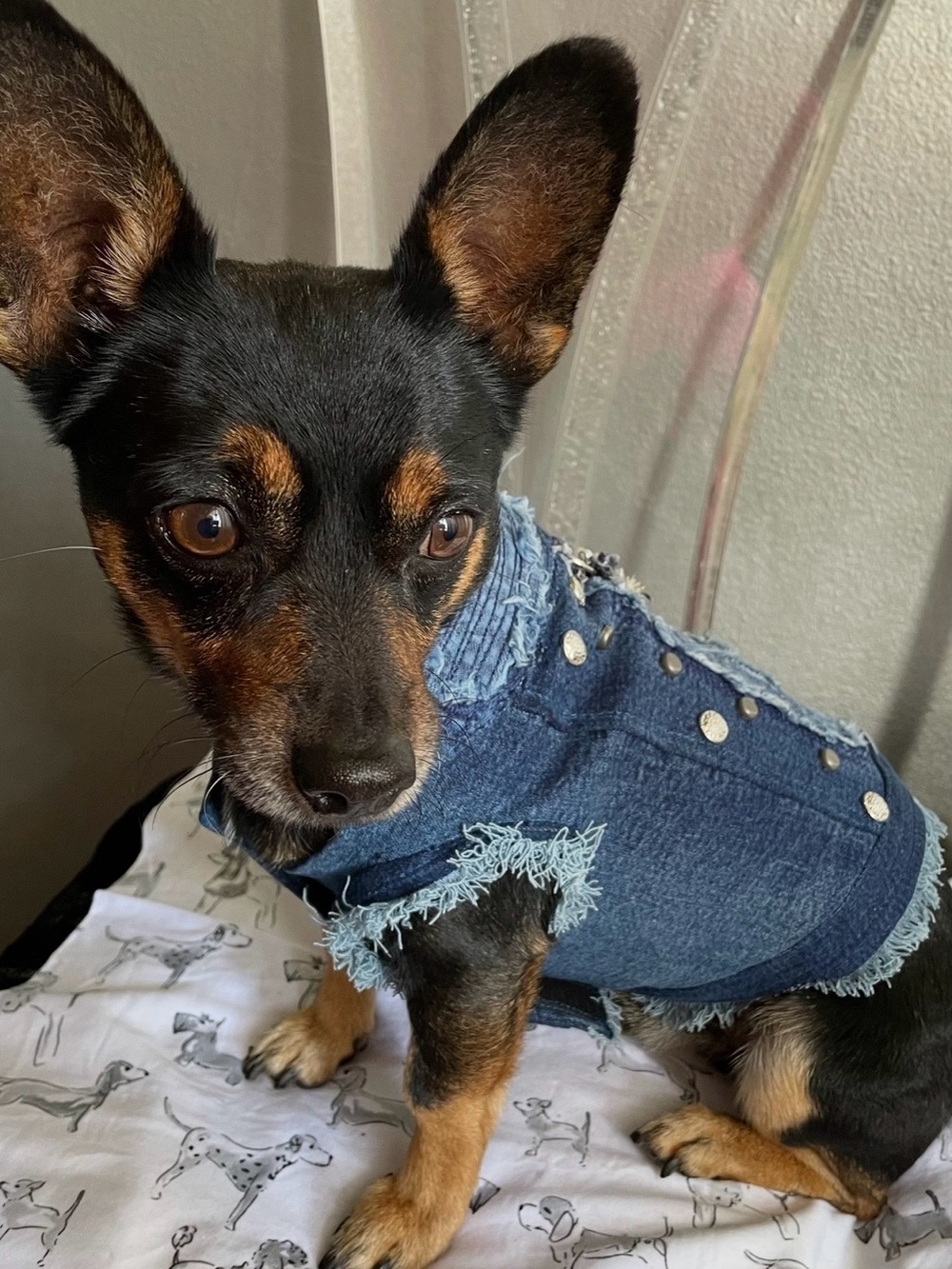 Denim Studded Dog Jacket - Blue